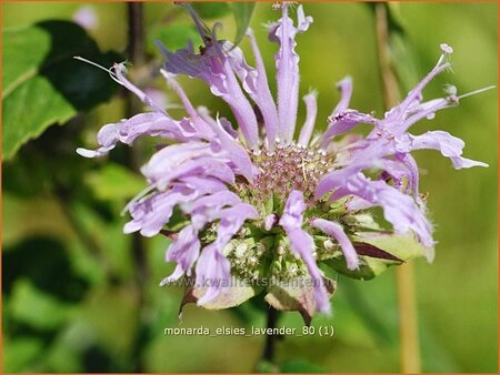 Monarda 'Elsie's Lavender' | Bergamotplant