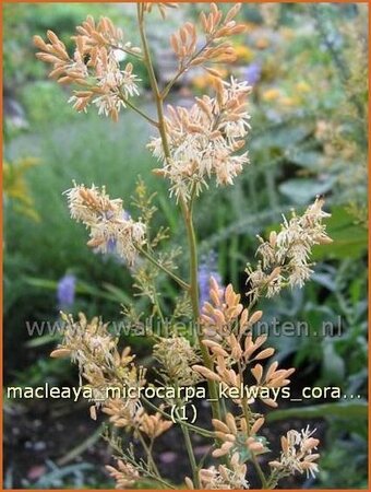 Macleaya microcarpa 'Kelways Coral Plume' | Pluimpapaver