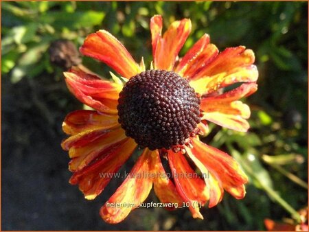 Helenium 'Kupferzwerg' | Zonnekruid
