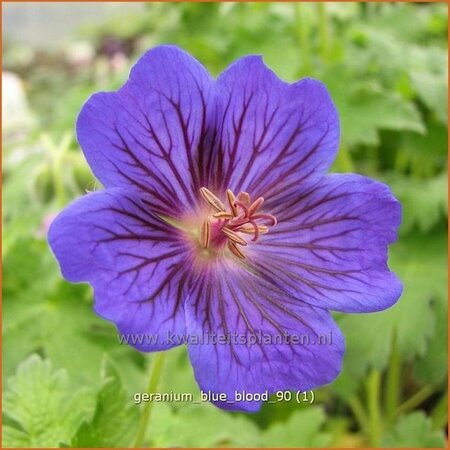 Geranium 'Blue Blood' | Ooievaarsbek