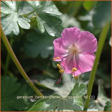 Geranium cantabrigiense 'Berggarten' | Ooievaarsbek