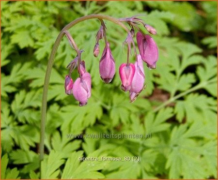 Dicentra formosa | Gebroken hartje, Tranend hartje