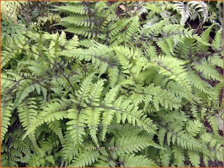 Athyrium vidalii | Wijfjesvaren
