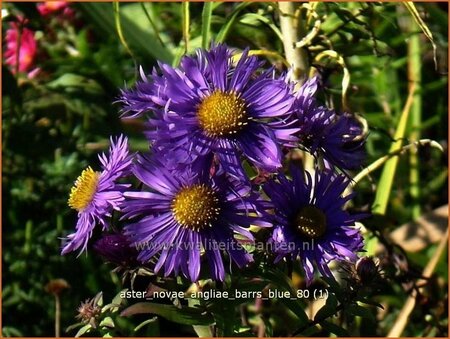 Aster novae-angliae 'Barr's Blue' | Aster, Herfstaster