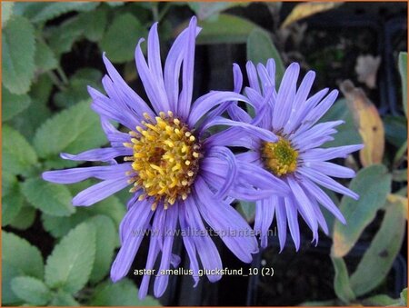 Aster amellus 'Glucksfund' | Aster