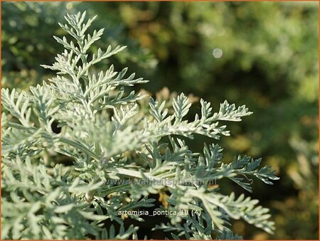 Artemisia pontica | Alsem, Bijvoet, Edelruit