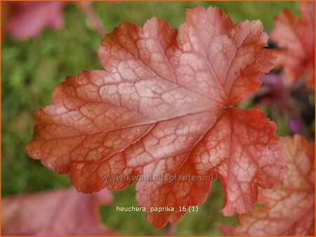 Heuchera 'Paprika' | Purperklokje | Purpurgl&ouml;ckchen