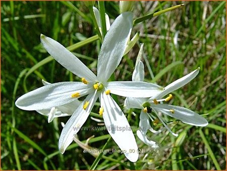 Anthericum liliago | Berglelie, Graslelie | Astlose Graslilie