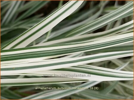 Arrhenatherum bulbosum 'Variegatum' | Glanshaver, Knolhaver | Glatthafer