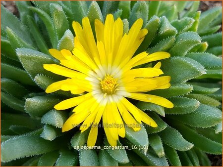 Delosperma congestum | IJsbloempje, IJsplant | Gedr&auml;ngte Mittagsblume