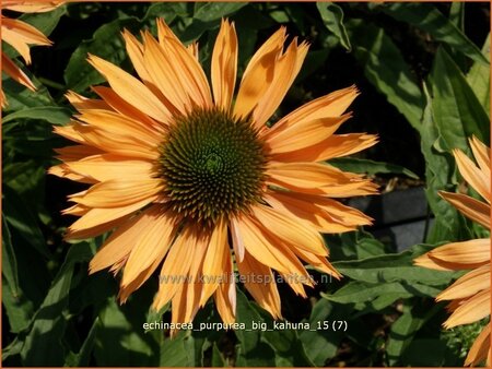 Echinacea purpurea 'Big Kahuna' | Zonnehoed | Roter Sonnenhut