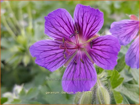 Geranium ibericum 'Vital' | Ooievaarsbek, Tuingeranium | Kaukasischer Storchenschnabel
