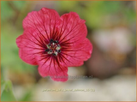 Geranium 'Jolly Jewel Salmon'