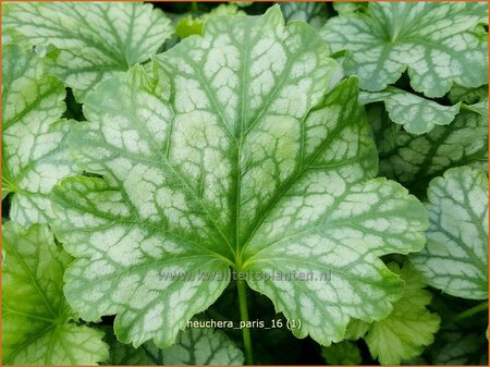 Heuchera 'Paris' | Purperklokje | Purpurgl&ouml;ckchen