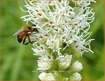Liatris spicata 'Floristan Wei&szlig;' | Prachtschaarde, Knopige slangenwortel | &Auml;hrige Prachtscharte