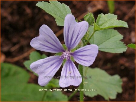 Malva sylvestris 'Dema' (Marina) | Groot kaasjeskruid, Kaasjeskruid | Wilde Malve