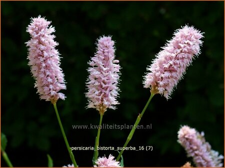 Persicaria bistorta 'Superba' | Adderwortel, Duizendknoop | Schlangenkn&ouml;terich