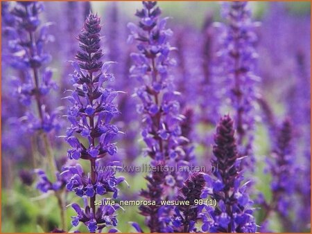 Salvia nemorosa 'Wesuwe' | Bossalie, Salie, Salvia | Steppensalbei