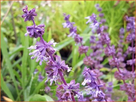 Salvia verticillata 'Hannay's Blue' | Kranssalie, Salie, Salvia | Quirlbl&uuml;tiger Salbei