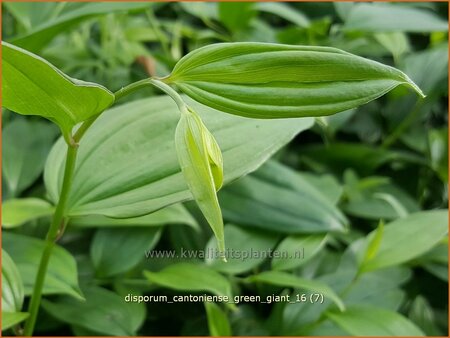 Disporum cantoniense 'Green Giant' | Feengl&ouml;ckchen