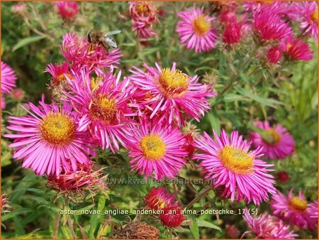 Aster novae-angliae 'Andenken an Alma P&ouml;tschke' | Nieuw-Engelse aster, Herfstaster, Aster | Raublatt-Aster