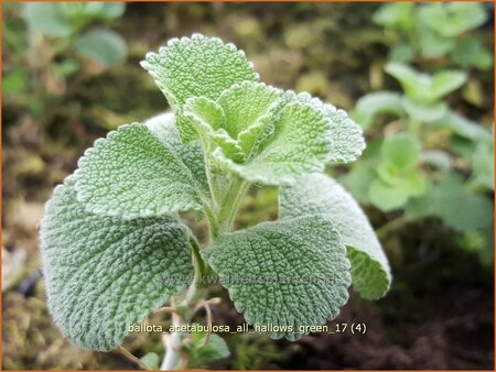 Ballota acetabulosa 'All Hallows Green' | Valse vuurwerkplant | Schwarznessel