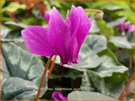 Cyclamen hederifolium 'Purple' | Napolitaanse cyclaam, Cyclaam, Alpenviooltje, Tuincyclaam | Herbst-Alpenveilchen
