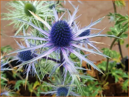 Eryngium zabelii 'Violetta' | Kruisdistel | Zabels Mannstreu
