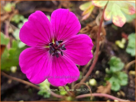 Geranium 'Jolly Jewel Red' | Ooievaarsbek, Tuingeranium, Geranium | Storchschnabel | Cranesbill