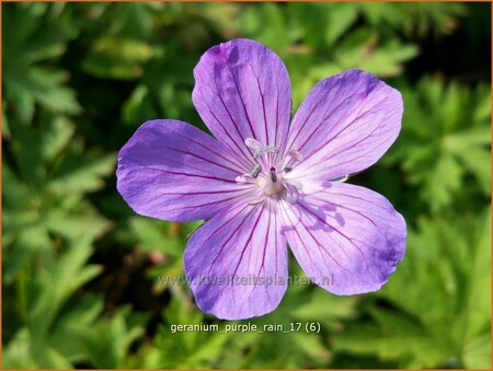 Geranium 'Purple Rain' | Ooievaarsbek, Tuingeranium | Storchschnabel