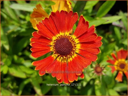 Helenium 'Poncho' | Zonnekruid | Sonnenbraut