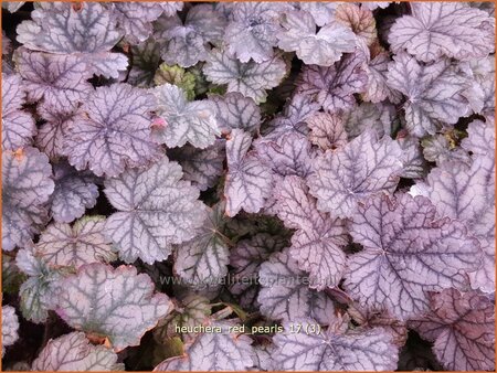 Heuchera 'Red Pearls' | Purperklokje | Purpurgl&ouml;ckchen