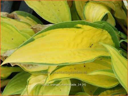 Hosta 'Orange Marmalade' | Hosta, Hartlelie, Funkia | Funkie