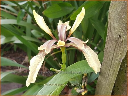 Iris foetidissima 'Citrina' | Stinkende lis, Iris, Lis | &Uuml;belriechende Schwertlilie