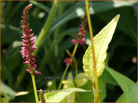 Persicaria amplexicaulis 'Golden Arrow' | Doorgroeide duizendknoop, Adderwortel, Duizendknoop | Kerzenkn&ouml;terich | Mo