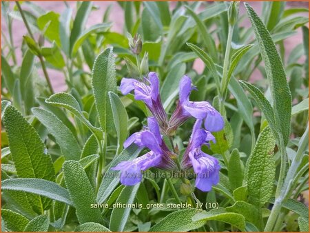 Salvia officinalis 'Grete St&ouml;lzle' | Echte salie, Keukensalie, Salie, Salvia | Echter Salbei