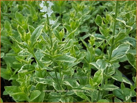Veronica longifolia 'Charlotte' | Lange ereprijs, Ereprijs | Langbl&auml;ttriger Ehrenpreis
