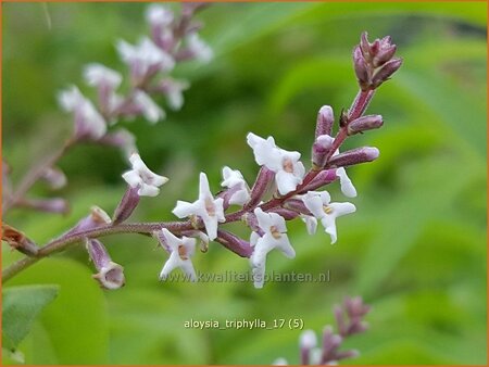 Aloysia triphylla | Citroenverbena | Zitronenverbene
