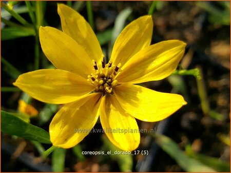 Coreopsis 'El Dorado' | Meisjesogen | M&auml;dchenauge