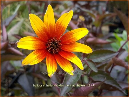 Heliopsis helianthoides 'Burning Hearts' | Zonneoog | Gew&ouml;hnliches Sonnenauge