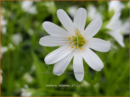 Stellaria holostea | Grootbloemig muur, Grote muur, Muur | Gro&szlig;bl&uuml;tige Sternmiere