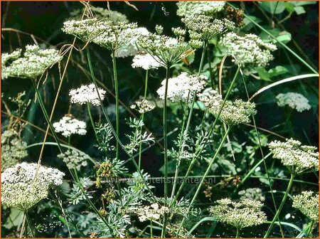 Selinum carvifolia | Karwijselie | K&uuml;mmelbl&auml;ttrige Silge | Cambridge Milk Parsley