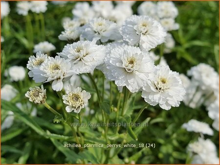 Achillea ptarmica 'Perry's White' | Hemdsknoopjes, Bertram, Duizendblad | Bertrams-Garbe