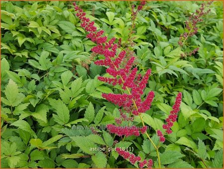 Astilbe 'Glut' | Pluimspirea, Spirea | Prachtspiere