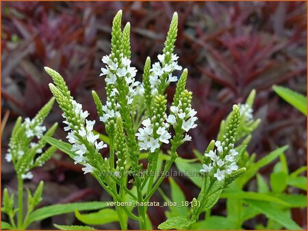 Verbena hastata 'Alba' | IJzerhard | Spie&szlig;f&ouml;rmiges Eisenkraut