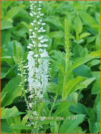 Veronica spicata 'Alba' | Aarereprijs, Ereprijs | &Auml;hren-Ehrenpreis