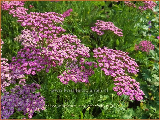 Achillea millefolium 'Pink Grapefruit' | Duizendblad | Gewöhnliche Schafgarbe