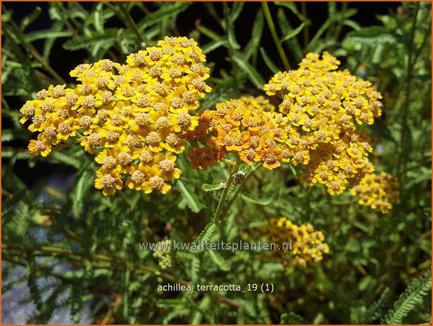 Achillea 'Terracotta' | Duizendblad | Garbe