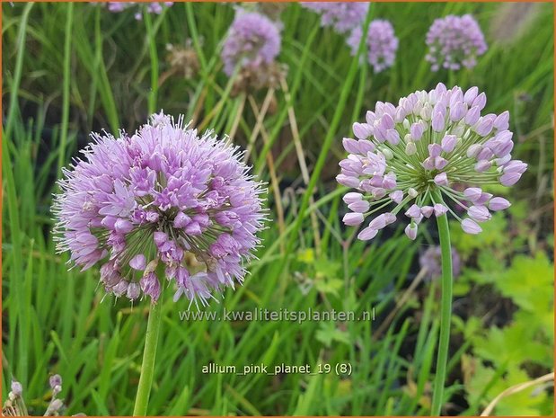 Allium 'Pink Planet' | Sierui, Look | Lauch