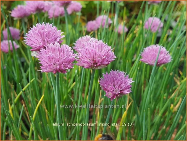 Allium schoenoprasum 'Rising Star' | Bieslook, Look | Schnittlauch